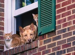 Животные в многоэтажке: что надо знать о комфорте и порядке